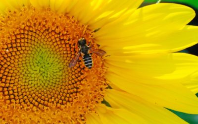 La Unión Europea prohíbe la aplicación al aire libre de insecticidas neonicotinoides