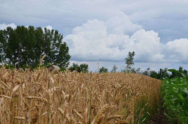 LA COSECHA DE CEREALES DE INVIERNO ALCANZARÁ LOS 17 MILLONES DE TONELADAS, LO QUE SUPONE CASI EL DOBLE QUE EL AÑO ANTERIOR