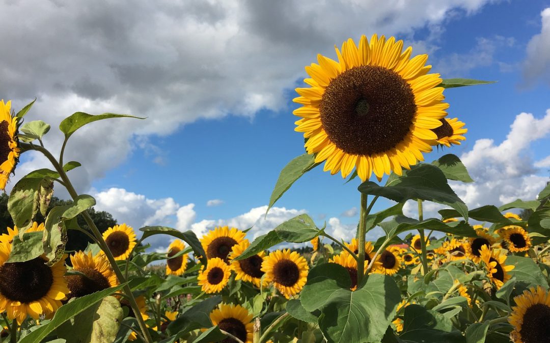 AMPLIADO HASTA EL 30 DE JUNIO EL PLAZO DE MODIFICACIÓN DEL SEGURO DE GIRASOL