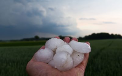 LA IMPORTANCIA DE QUE LOS PROFESIONALES CONTRATEN UN SEGURO AGRARIO