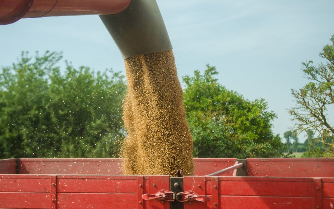 COMIENZA AGOSTO CON TENDENCIA AL ALZA DE TRIGO Y CEBADA EN LOS PRINCIPALES MERCADOS MUNDIALES