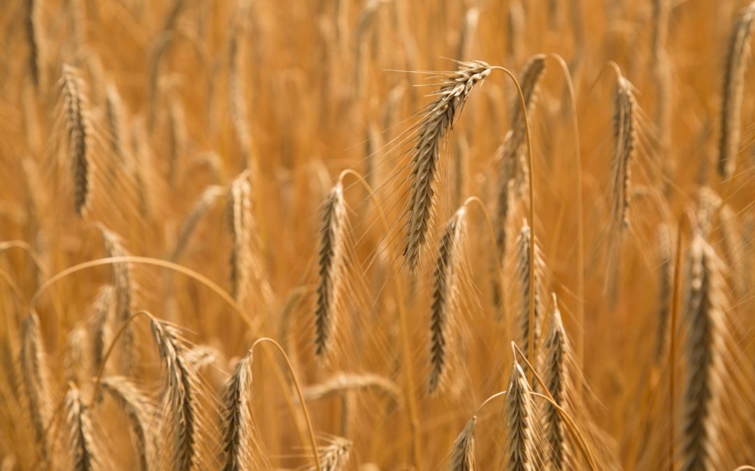 descenso precio trigo canada
