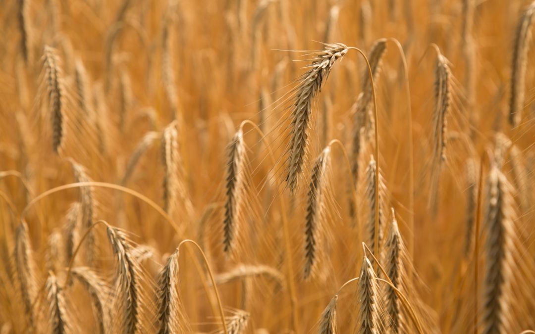 LOS MERCADOS MAYORISTAS CONTINÚAN CON EL DESCENSO DEL PRECIO DE CEREAL A PESAR DE LA SITUACIÓN DE OTROS PAÍSES COMO CANADÁ