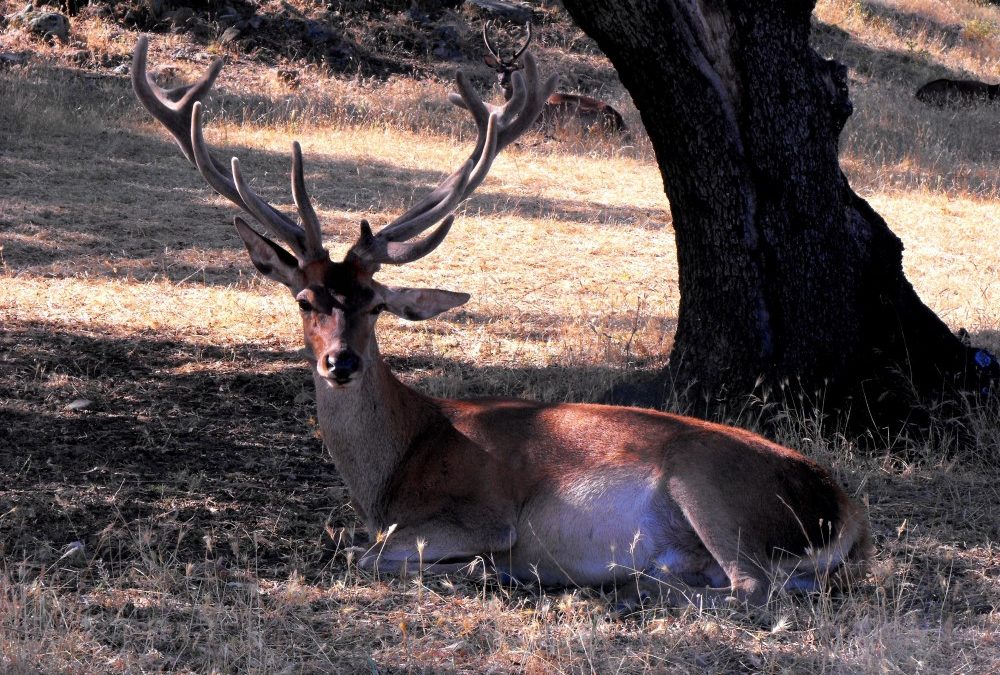 EL SENADO APRUEBA UNA MOCIÓN QUE PROTEGERÁ A LOS AGRICULTORES DE LAS ESPECIES CINEGÉTICAS