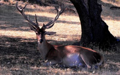 EL SENADO APRUEBA UNA MOCIÓN QUE PROTEGERÁ A LOS AGRICULTORES DE LAS ESPECIES CINEGÉTICAS