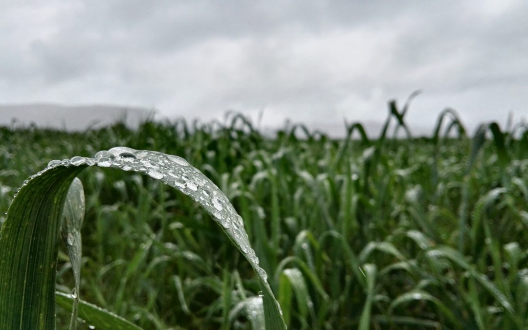 lluvia cosecha