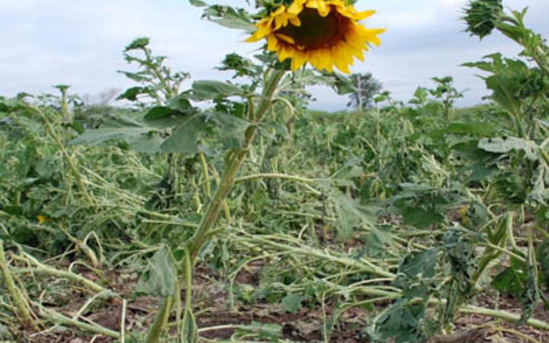 girasol dañado