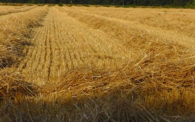 PROHIBIDO VOLTEAR LOS RASTROJOS DE CULTIVOS HERBÁCEOS EN SECANO HASTA EL 1 DE SEPTIEMBRE