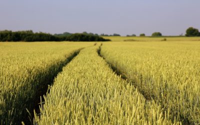 LAS EMPRESAS AGRARIAS MANTIENEN LA ACTIVIDAD DURANTE LA CRISIS DEL COVID-19, PERO ANTICIPAN UN AÑO DURO PARA EL SECTOR