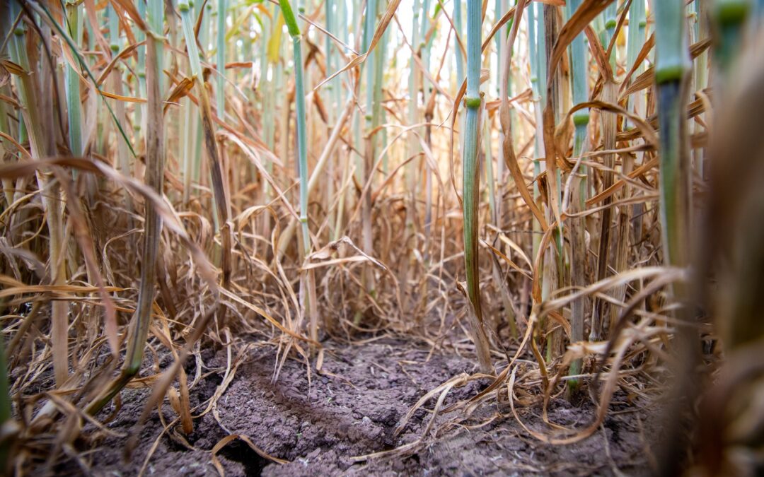 Accoe reconoce que la sequía impacta más que la crisis bélica en Ucrania en los mercados españoles de cereales