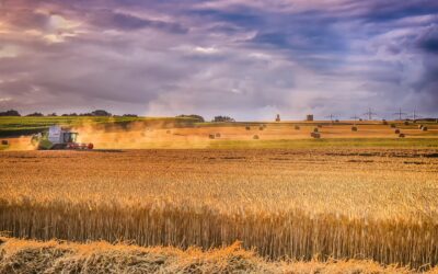 Castilla y León flexibiliza las restricciones para cosechar cereal ante los perjuicios provocados esta semana en el sector