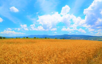 Ucrania fue el primer suministrador de cereales de España el año pasado