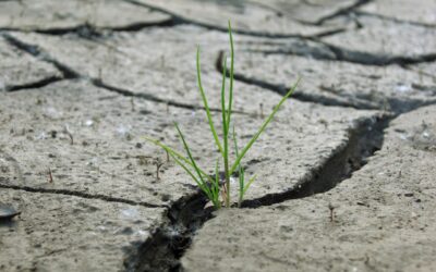 Emergencia por escasez de agua en el 15% de España y un 27,4% está en Alerta