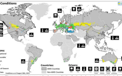 ¿Cómo está la cosecha de granos en el mundo? depende del cultivo y la zona