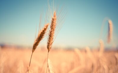 El mercado cerealista sigue sin activarse en la lonja del Ebro y la operativa comercial está prácticamente ausente