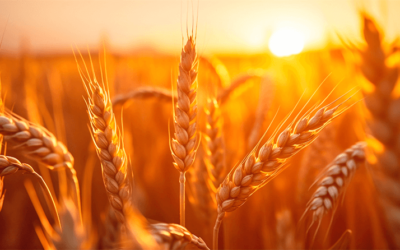 Un proyecto europeo investiga la forma de adaptar el trigo y la cebada a la sequía.