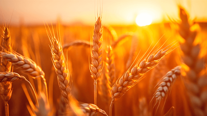 Un proyecto europeo investiga la forma de adaptar el trigo y la cebada a la sequía.