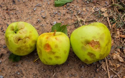 Las tormentas dejan un récord de daños en el campo: más de un millón de hectáreas afectadas