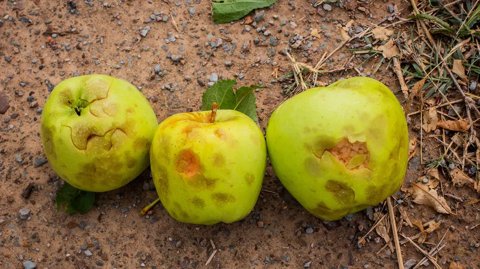 Las tormentas dejan un récord de daños en el campo: más de un millón de hectáreas afectadas