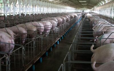 Los mataderos sacrificaron 56 millones de cerdos en 2025