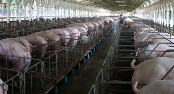 Los mataderos sacrificaron 56 millones de cerdos en 2025