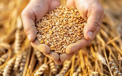 La campaña de cereales 2026/2027 se quedará en los 18,5 millones de toneladas